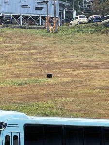 Thumbnail of post image 119