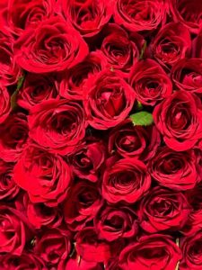 Thumbnail of post image 155