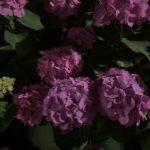 Thumbnail of new posts 081