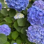 Thumbnail of new posts 132