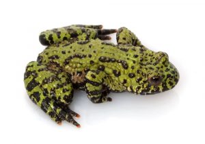 Thumbnail of post image 117