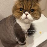 Thumbnail of new posts 144