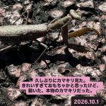 Thumbnail of new posts 178